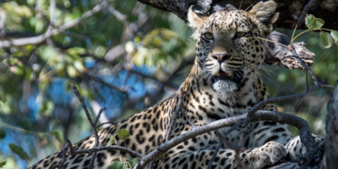 3-Day Chobe Safari at Chobe River Lodge