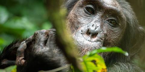 10-Day Primates and Wildlife Mid-Range Tour