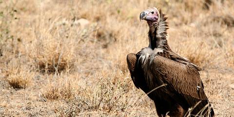 4-Day Taste of Kenya - Luxury