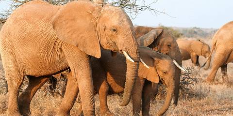 6-Day Mara, Nakuru, & Amboseli Shared Budget Safari