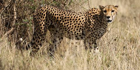 5-Day Nakuru Naivasha Masai Mara Kenya Budget Safari