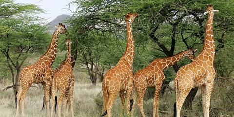 5-Day Mara, Nakuru & Naivasha Group-Joining Tour