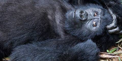 7-Day Gorilla, Chimpanzee and Wildlife Tour in Uganda