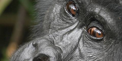 5-Day Safari Trip to Rwanda and Gorillas