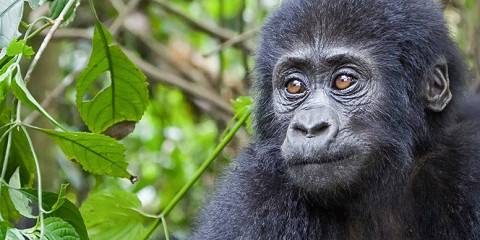 3-Day Gorillas Encounter and Lake Bunyonyi Tour