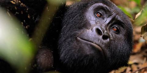 4-Day Trekking Home of Chimpanzee