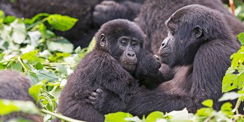 8-Day Uganda Safari with Gorillas Starting from Entebbe