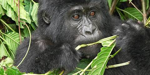 5-Day Gorilla Trekking Chimp Trekking & Wildlife Safari