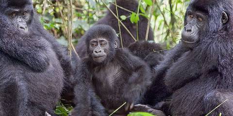 10-Day Best of Uganda Gorillas and Wildlife Safari