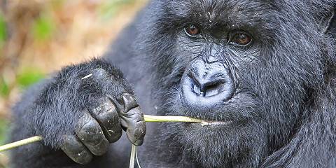 4-Day Uganda Gorilla and Golden Monkey Tracking Safari