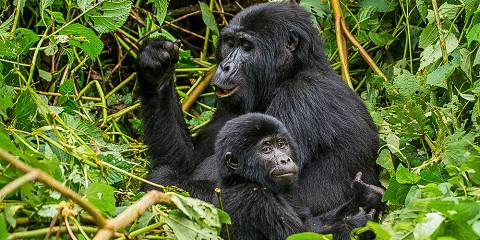 2-Day Gorilla Experience via Kigali