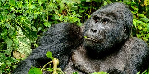 1-Day Uganda Gorilla Experience