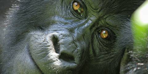 3-Day Trekking Gorillas from Rwanda to Uganda