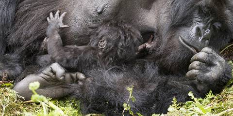 11-Day Best of Uganda Gorillas, Chimps & Wildlife Safari