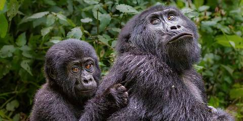 3-Day Bwindi Gorilla and Mgahinga Golden Monkeys, Kigali
