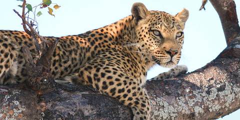 7-Day Hwange National Park, Chobe & Victoria Falls