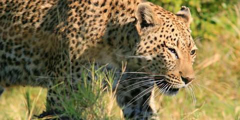 5-Day Ultimate Safari in Moremi & Khwai