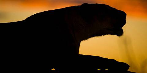 3-Day Central Kalahari Classic - Private Tour