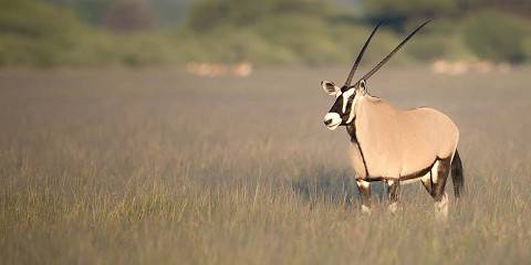 3-Day Nxai Pan Exploration