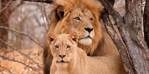 4-Day Kruger Park and Manyeleti Bongan African Lodge