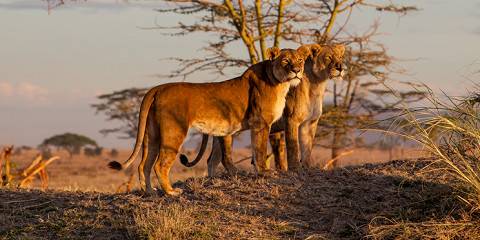 6-Day Flying Zanzibar, Serengeti, Ngorongoro, Tarangire