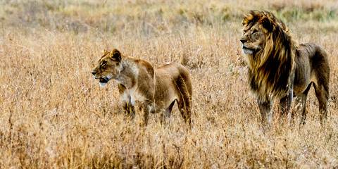7-Day The Big Five Safari in Tanzania