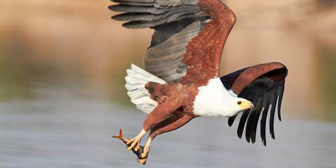 8-Day Rivers & Reserves Safari Escape