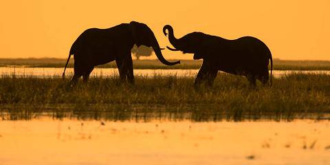 9-Day Best of Botswana Experience