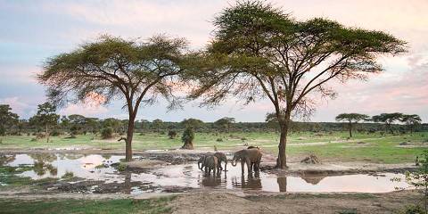 7-Day Botswana Safari Stay 7 Pay 6 Offer