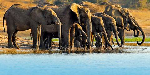 21-Day Ultimate Safari | Namibia, Chobe & Victoria Falls