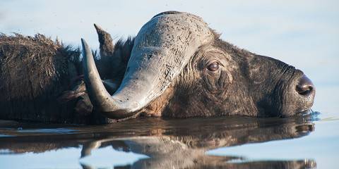 5-Day Botswana Safari Tour
