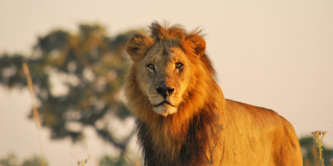 10-Day Botswana Okavango and Chobe Mobile Expedition