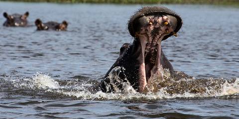 3-Day Get Closer to Wildlife than Ever