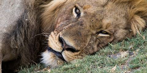 8-Day From Vic Falls to Okavango Delta Camping Tour