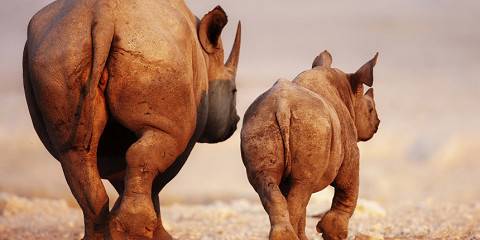 5-Day Etosha National Park Expedition