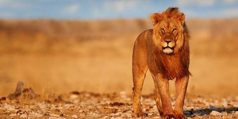 7-Day The Namibia Explorer - Dunes to Wildlife