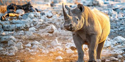 3-Day The Ultimate Etosha Safari Experience
