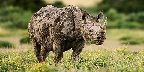 4-Day Etosha Wild Escape Camping Safari