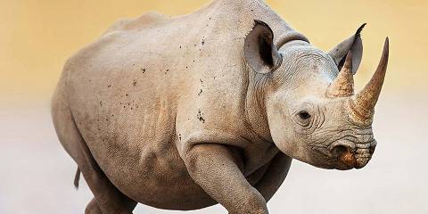 14-Day Namibia, Chobe, and Victoria Falls Safari