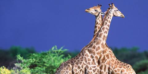 8-Day Classic Namibia Special Safari