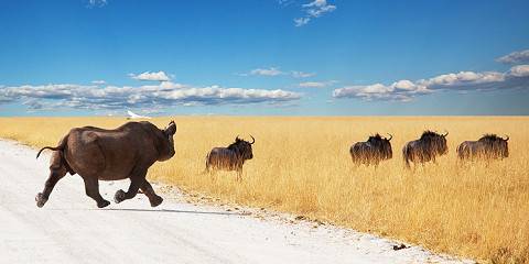 15-Day Luxury Adventure Namibia Safari
