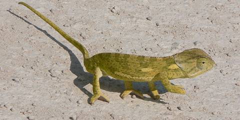 3-Day Etosha Wildlife Safari -Namibia (Camping)