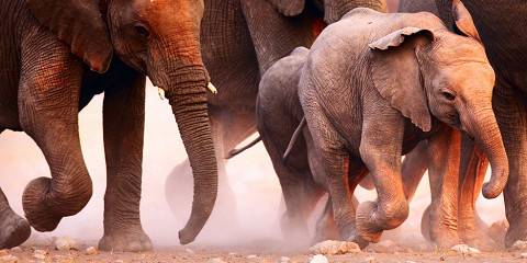 7-Day Self Drive - Etosha Animal Kingdom