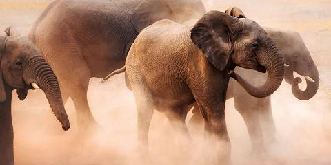 7-Day Iconic Namibian Fly-in Safari