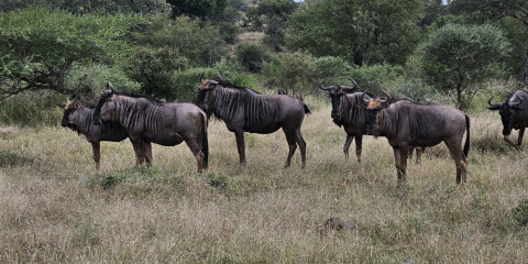 7-Day Kruger Safari Experience Bush and Buffalos