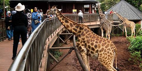 1-Day Nairobi Coffee Farm and Giraffe Center Tour