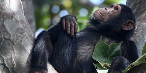 8-Day Gombe NP Chimp Trek & Culture Tour from Bujumbura