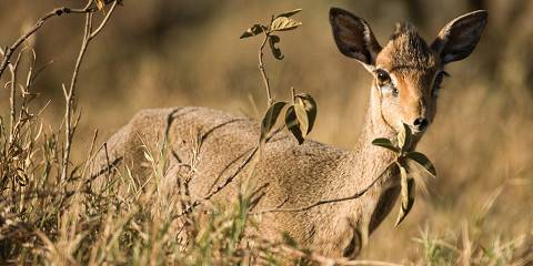 3-Day Samburu Wildernes Adventure