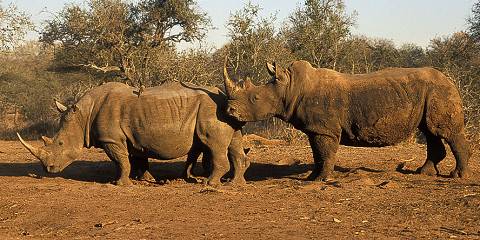 5-Day Eswatini Hlane Guided Self-Drive Mid Range