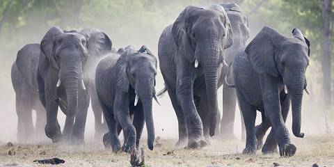 4-Day Victoria Falls and a Day in Zambezi National Park